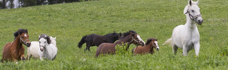 Equitazione